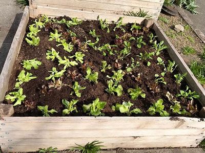 Salad bar is in! It always looks a little forlorn when it&rsquo;s first planted, but in a couple of weeks, it will be lush and delicious! #salad #lettuces #arugula #romaine #buttercrunch #redsails #redoakleaf #growyourfood #gardenlove